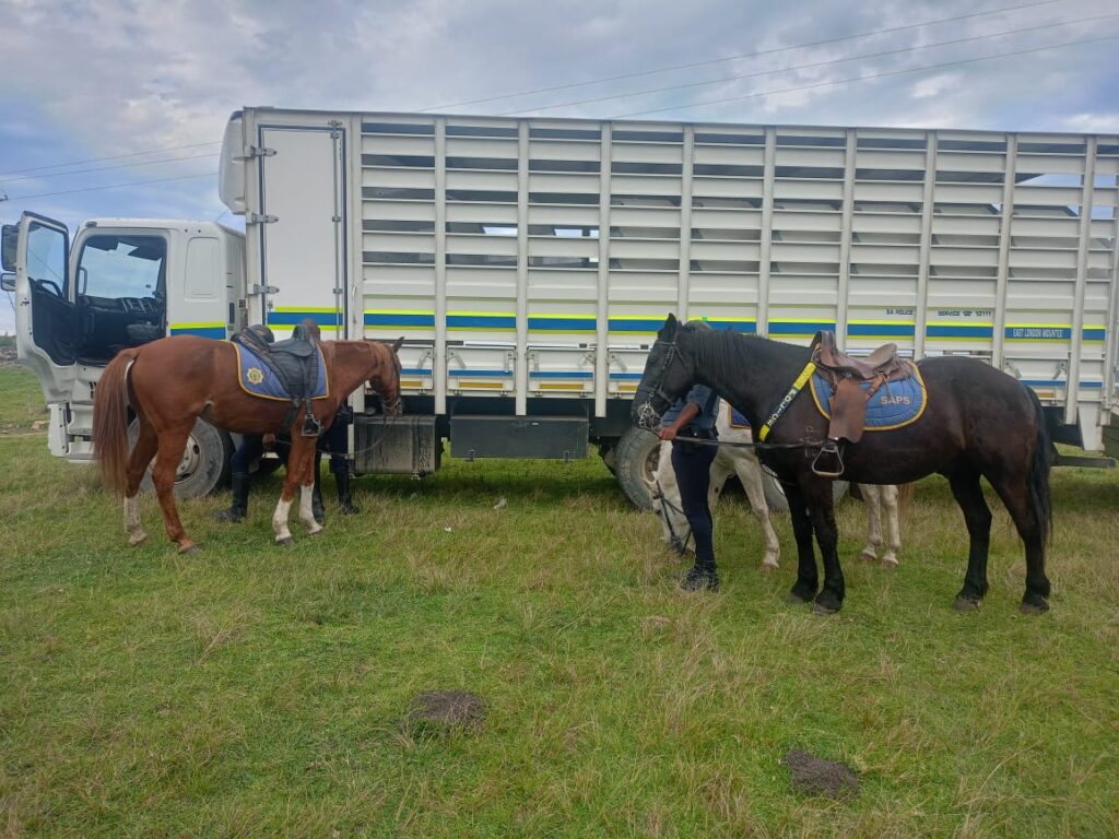 Horses for the Eastern Cape Mounted Police